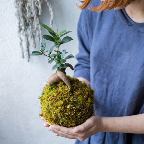Atelier Kokedama